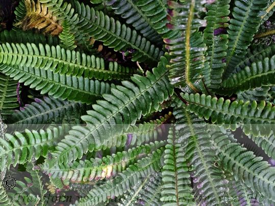 Blechnum spicant