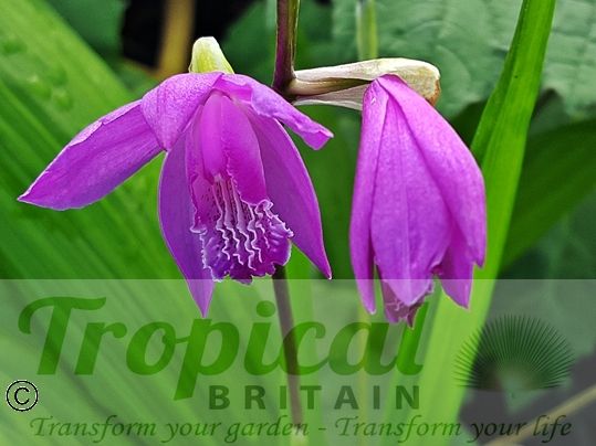 Bletilla striata