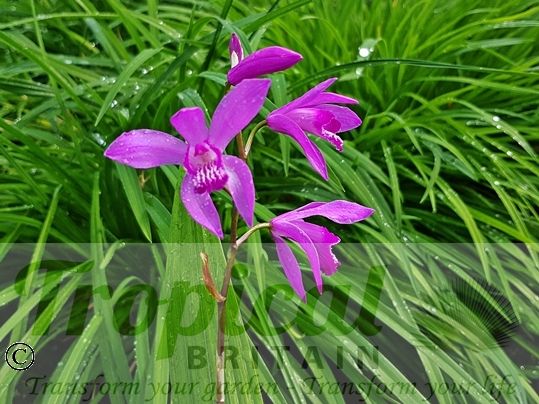 Bletilla striata