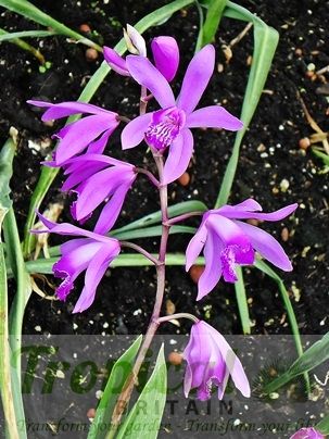 Bletilla striata