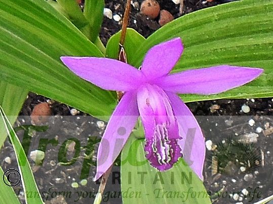 Bletilla striata