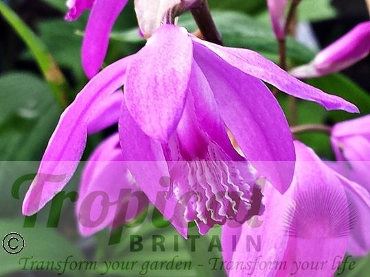 Bletilla striata