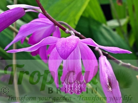 Bletilla striata