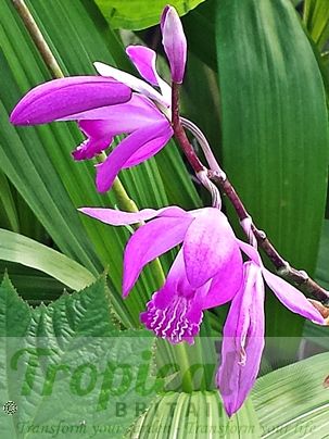 Bletilla striata