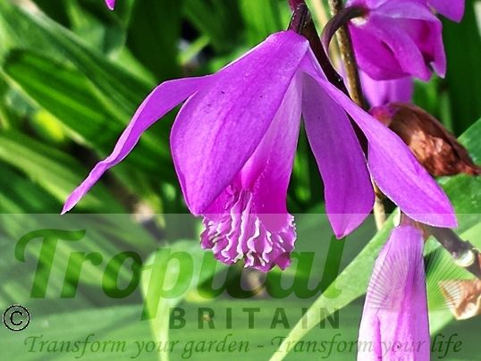 Bletilla striata clearance