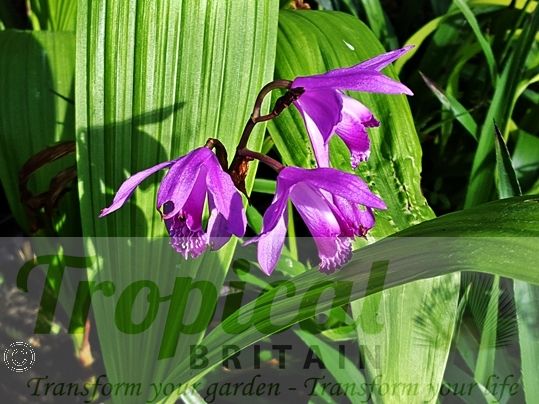 Bletilla striata