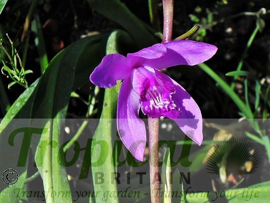 Bletilla striata
