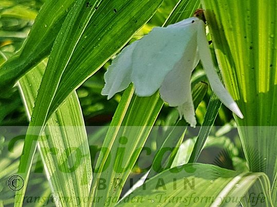 Bletilla striata 'Alba'