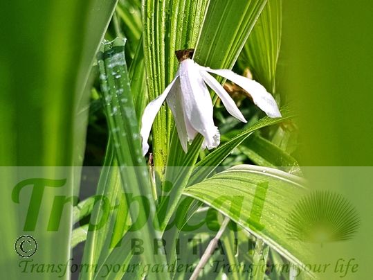 Bletilla striata 'Alba'