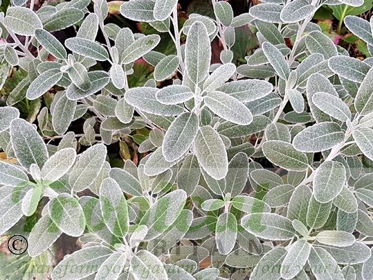 Brachyglottis 'Drysdale'
