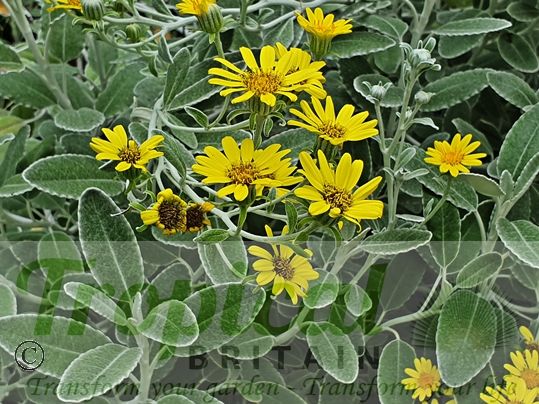 Brachyglottis 'Drysdale'
