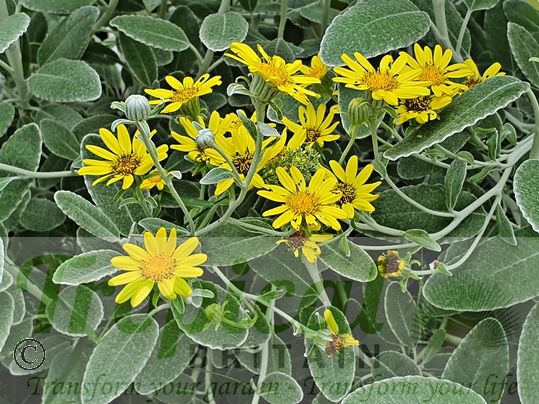 Brachyglottis 'Drysdale'