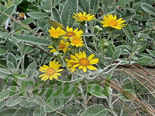 Brachyglottis 'Drysdale'