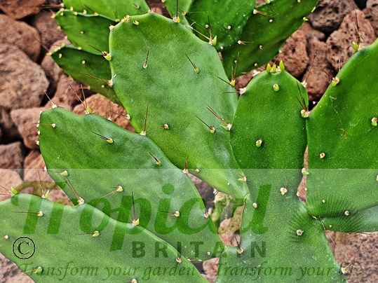 Brasiliopuntia brasiliensis