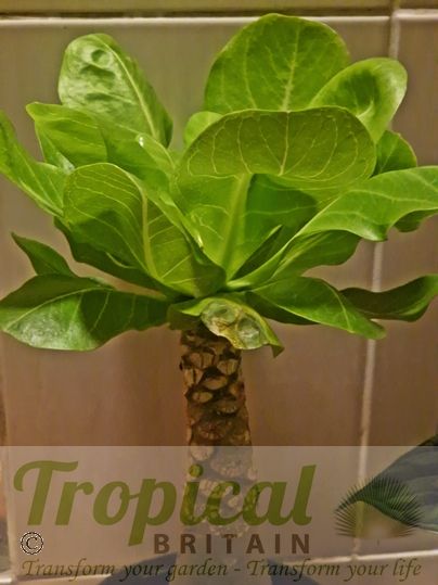 Brighamia insignis