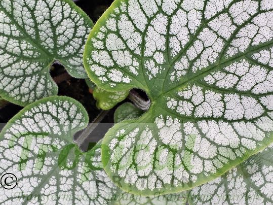 Brunnera macrophylla 'Jack Frost'