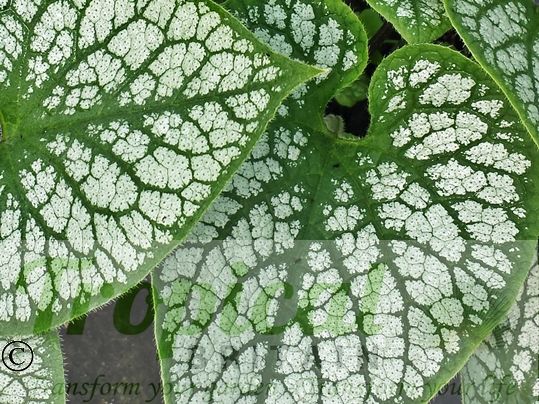 Brunnera macrophylla 'Jack Frost'