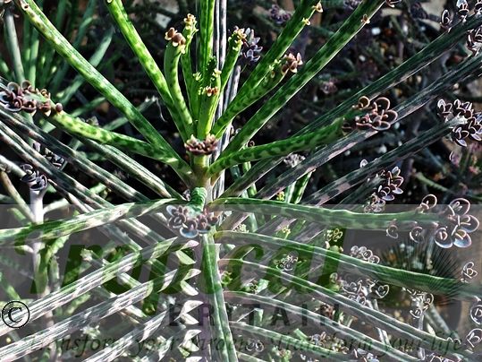 Bryophyllum delagoense
