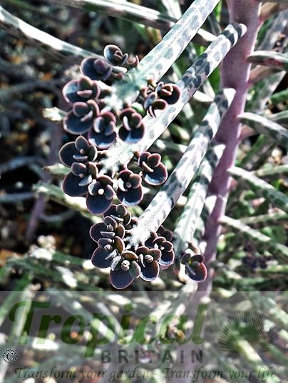 Bryophyllum delagoense