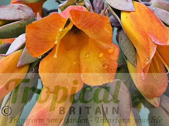Bryophyllum delagoense