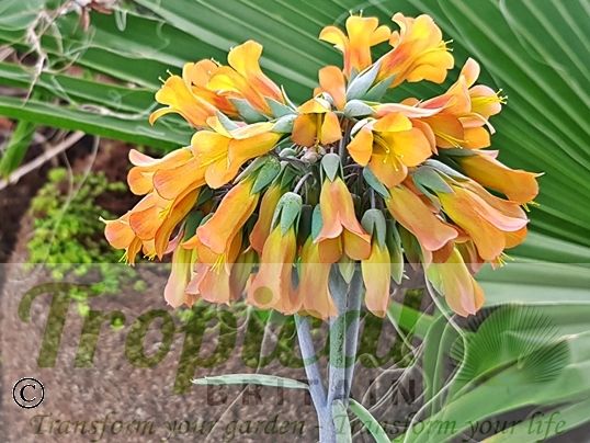 Bryophyllum delagoense