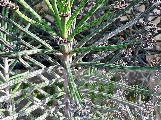 Bryophyllum delagoense