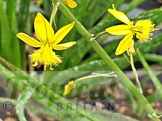 Bulbine frutescens