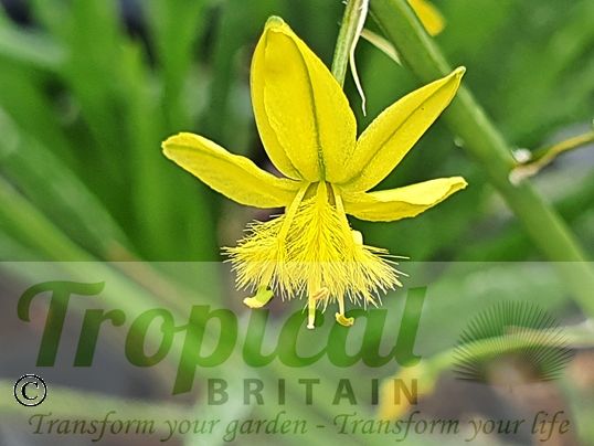 Bulbine frutescens