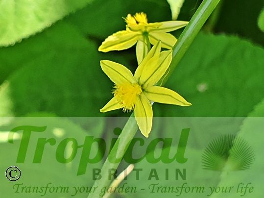 Bulbine frutescens