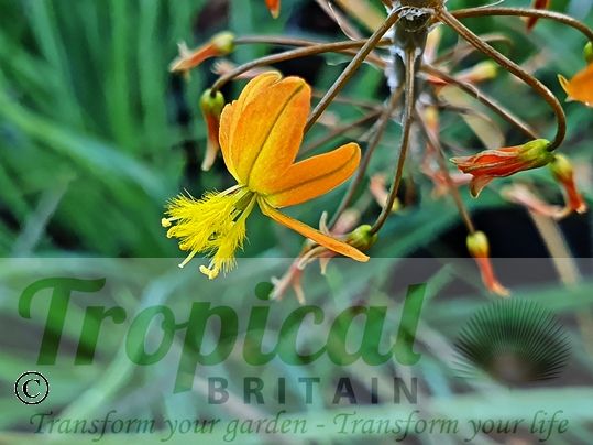 Bulbine frutescens - orange-flowering forms are not uncommon