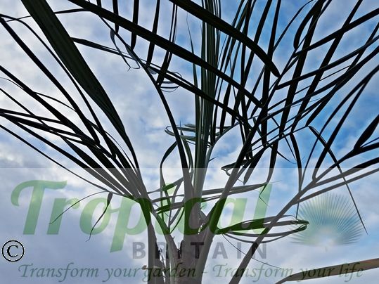Butia catarinensis