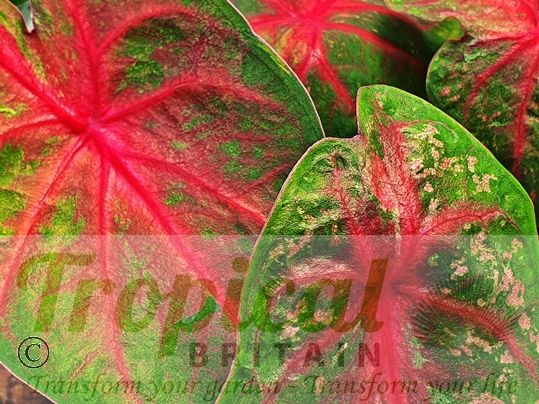 Caladium bicolor 'Red Flash'