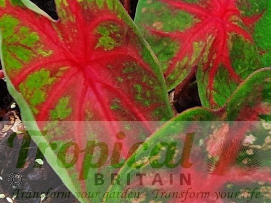 Caladium bicolor 'Red Flash'