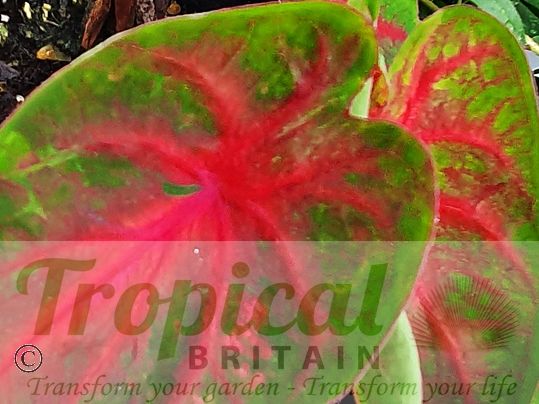 Caladium bicolor 'Red Flash'