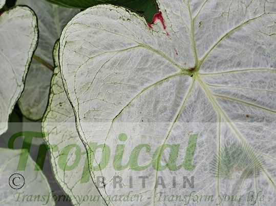 Caladium bicolor 'Florida Moonlight'
