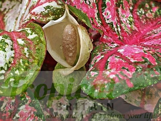 Caladium bicolor 'Tapestry'