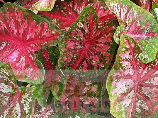 Caladium bicolor 'Tapestry'