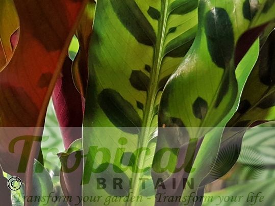 Calathea lancifolia