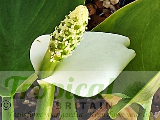 Calla palustris