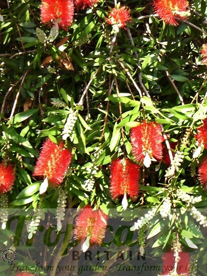 Callistemon citrinus