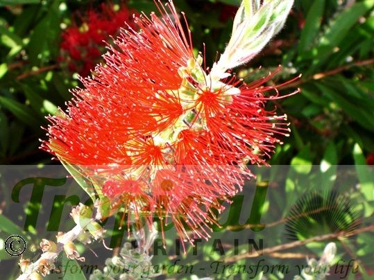 Callistemon citrinus