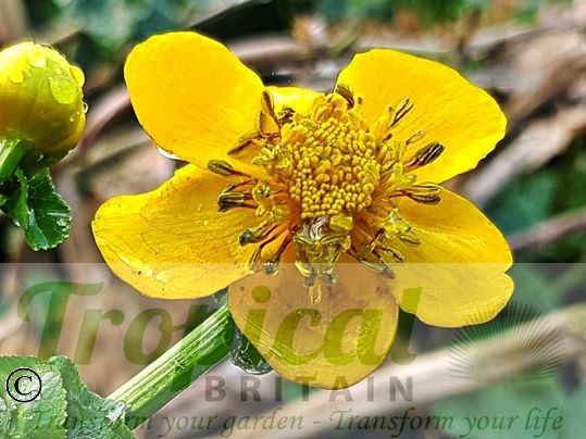 Caltha palustris