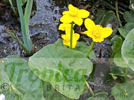 Caltha palustris