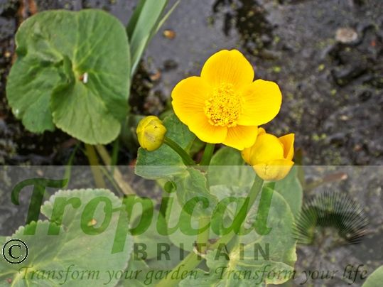 Caltha palustris