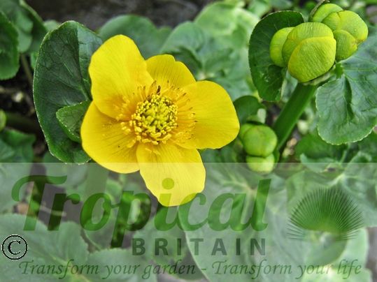 Caltha palustris