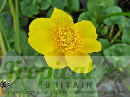 Caltha palustris