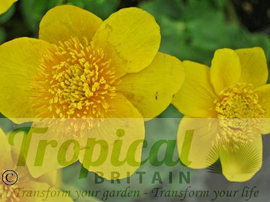 Caltha palustris