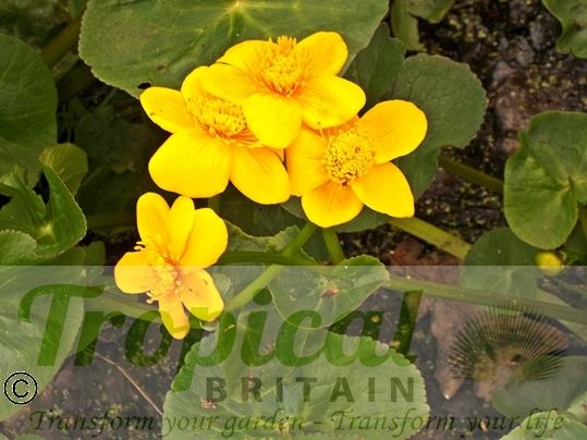 Caltha palustris