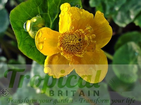 Caltha palustris