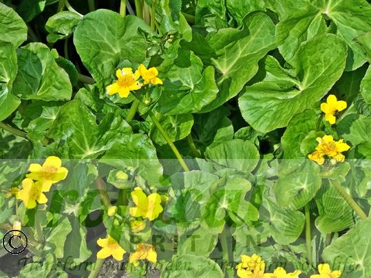 Caltha palustris